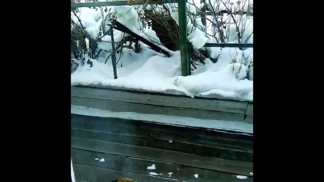 Кошка поймала мышку!!! смотреть онлайн