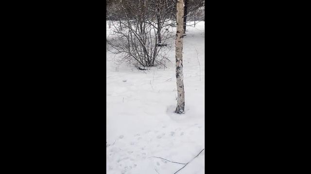 СКАЗКА ПРИРОДЫ