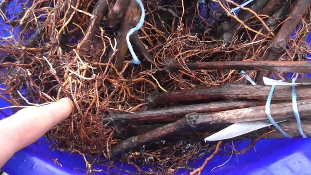 Когда лучше садить саженцы винограда? смотреть онлайн