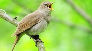 1 час пения птиц - Соловей, Европейская малиновка и Певчий дрозд на опушке леса
