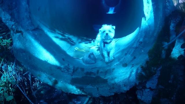 ЗЛОЙ СИНИЙ РАДУЖНЫЙ ДРУГ В РЕАЛЬНОЙ ЖИЗНИ ЛЯПОТА ТВ | 24 ЧАСА С КОТАМИ В ЗАКОЛДОВАННОМ ПРУДУ смотреть онлайн