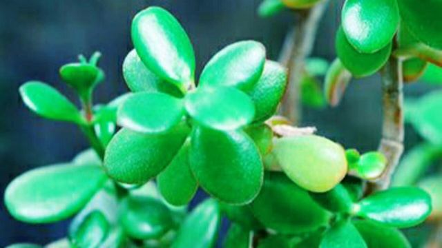 Вот Что ДЕНЕЖНОЕ ДЕРЕВО дома сделало с моим телом. Что творит толстянка? смотреть онлайн