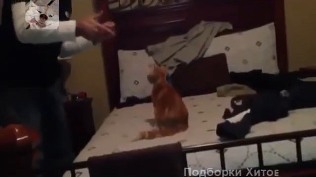Лучшее. Приколы с животными. Funny Cats 1 Funny Dogs & Animals Animals Funny смотреть онлайн