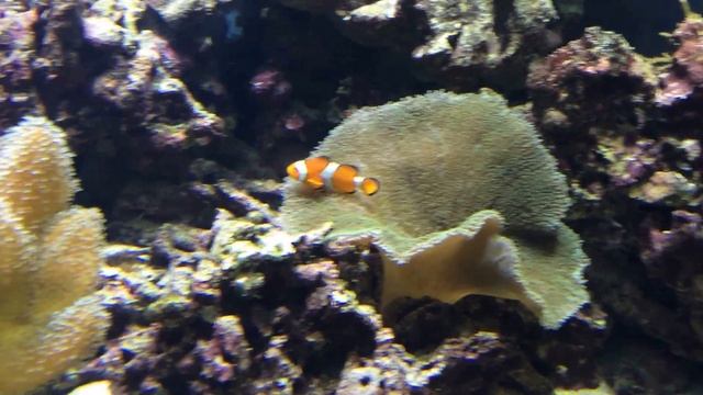 Рыбки клоуны в экзотических водорослях смотреть онлайн