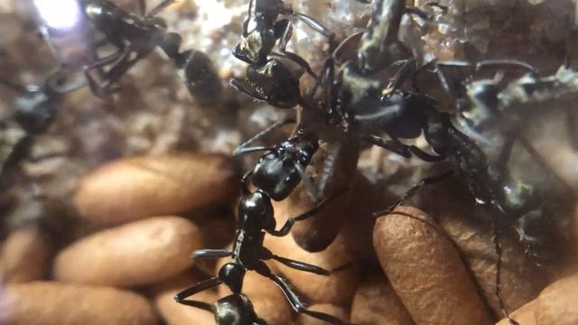 Texas Bullet Ants Update - Settled in their Outworld & Macro Lens 4k смотреть онлайн