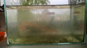 РАЗВЕДЕНИЕ ДАФНИИ В ДОМАШНИХ УСЛОВИЯХ