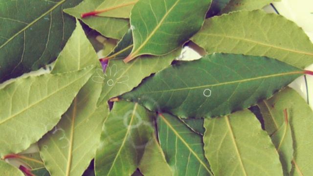 ПОЛЬЗА ЛАВРОВОГО ЛИСТА | Лавровый лист в медицинских целях лавровый лист вред? смотреть онлайн