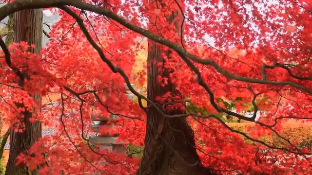 музыка раслабляющая, помогает расслабиться! смотреть онлайн