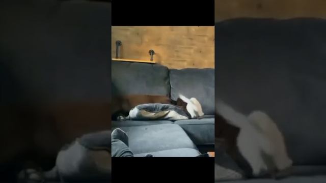 СМЕШНЫЕ ЖИВОТНЫЕ СМОТРЕТЬ ВСЕМ!!!! смотреть онлайн