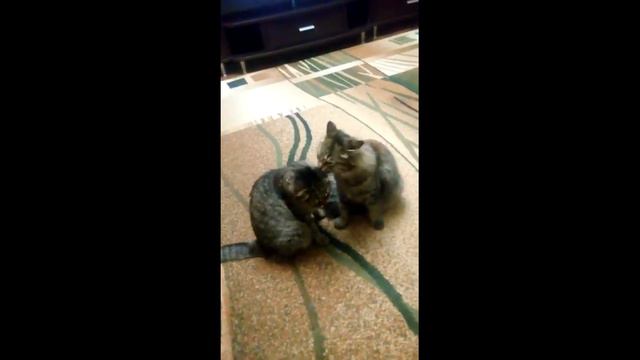Кошачьи чувства смотреть онлайн