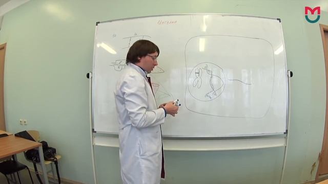 Биохимия Инсулин 1 часть смотреть онлайн