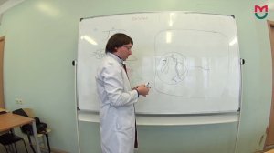 Биохимия Инсулин 1 часть