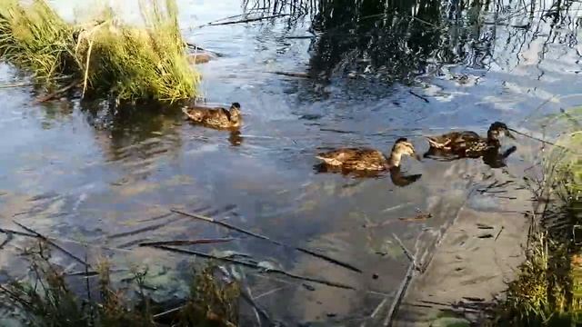 Лебедь и утята смотреть онлайн
