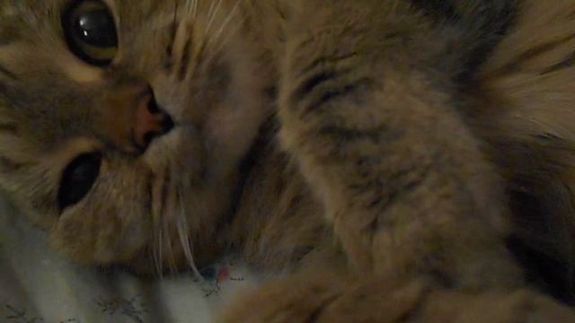 Улыбочку включать Нужно днем весенним этим! День запрета на уныние:) Кошка Ромашка. смотреть онлайн