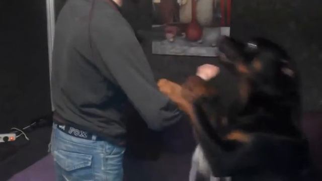 Зайка смотреть онлайн