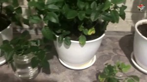 Как ОБРЕЗАТЬ комнатную миниатюрную РОЗУ на черенки?  Обрезка и уход за комнатной миниатюрной розой