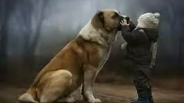 Хатико-самый верный друг смотреть онлайн