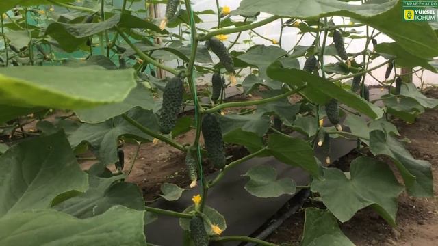 Особенности плодоношения ОГУРЦА Лютояр F1. Проветривание. Влияние хим.обработок на растения. часть
