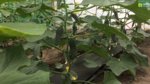 Особенности плодоношения ОГУРЦА Лютояр F1. Проветривание. Влияние хим.обработок на растения. часть