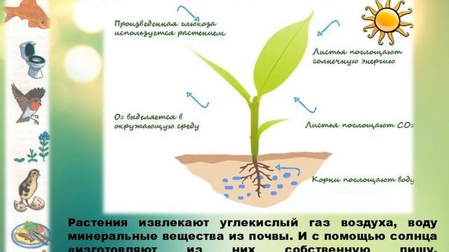 Презентация " Живые существа" смотреть онлайн