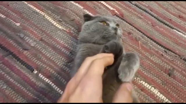 КОТ БАКС/ КУСАЕТСЯ БАКСИК, БРИТАНСКИЙ КОТИК. смотреть онлайн