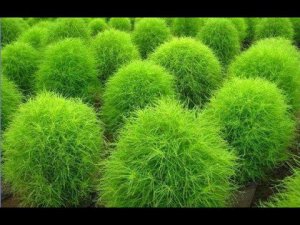 Кохия. Летний кипарис.