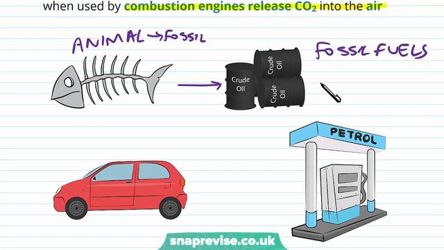Ecosystems: The Carbon Cycle | A-level Biology | OCR, AQA, Edexcel