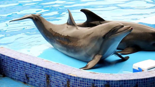أكادير المغرب - عرض عالم الدلافين في أكادير - رائع Agadir Dophin смотреть онлайн