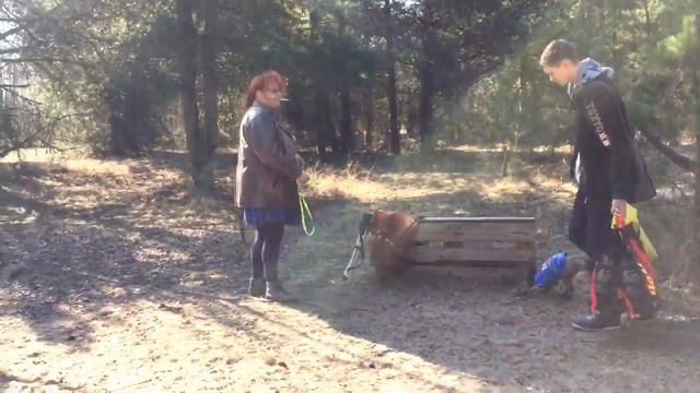 собачники собрались))) смотреть онлайн