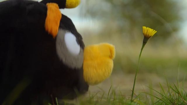 Angry Birds on The Run | Zapped Chuck - S1 Ep11 смотреть онлайн