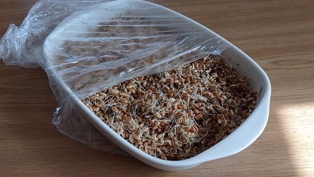 Проращиваем зерно (пшеница) для подкормки куриц смотреть онлайн