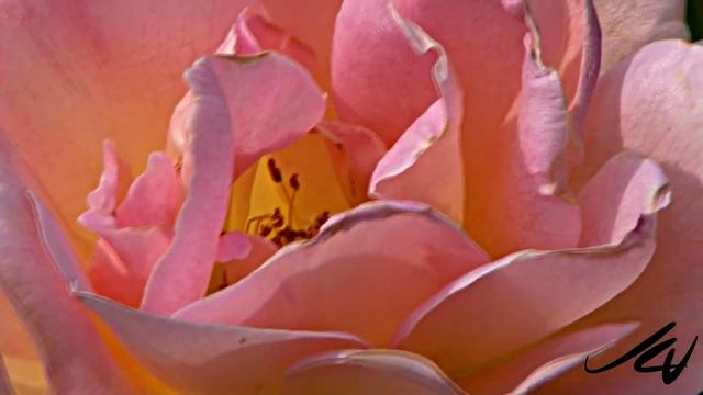Flowers filmed with Sony HDR AX2000 1080i смотреть онлайн