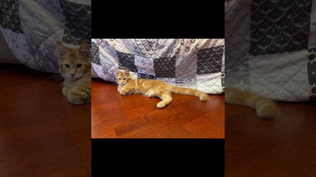Мейн куны Римуська и Бакс 😺😼 | #котики #милота #cat #kitty #mainecoon #мейнкун