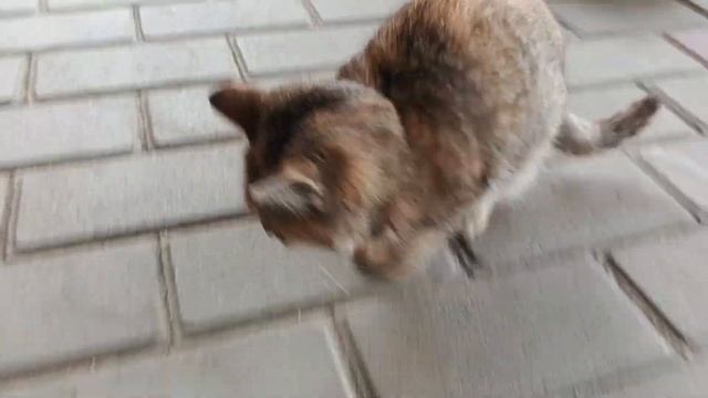 Котята | их любимые дела и характер | смешно. смотреть онлайн