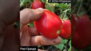 Томат Рио-Гранде. Классический помидор-сливка.
