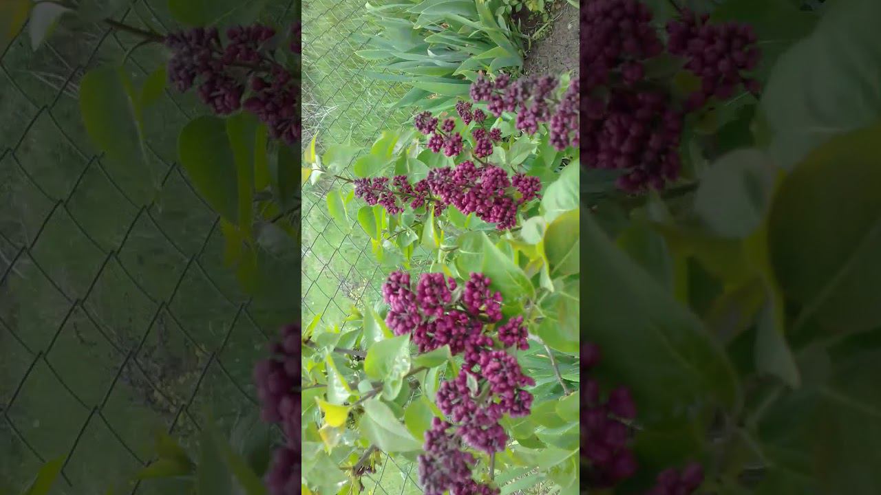 весна 2019 тюльпаны сирень смотреть онлайн