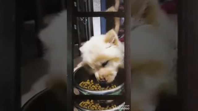 Meet Cali 2 months old (chow chow) смотреть онлайн