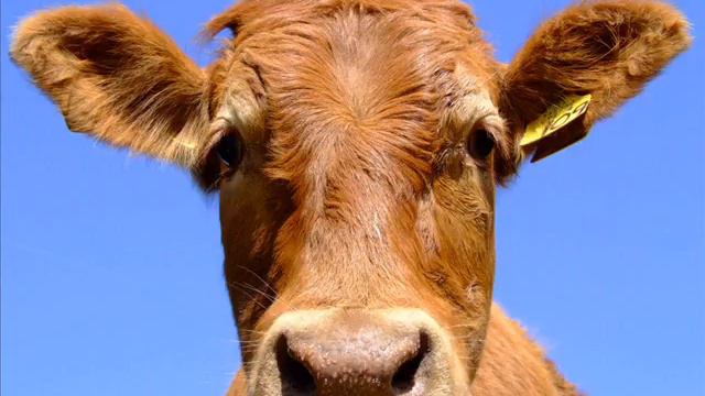 The Cow Will Never Die смотреть онлайн