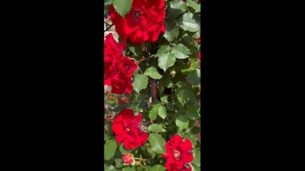 Обзор розы Портос Porthos Барни Италия 2019