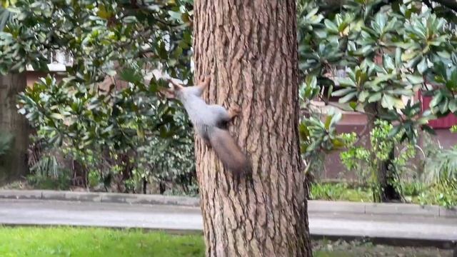 Влог выходного дня в Сочи и наш любимый район смотреть онлайн