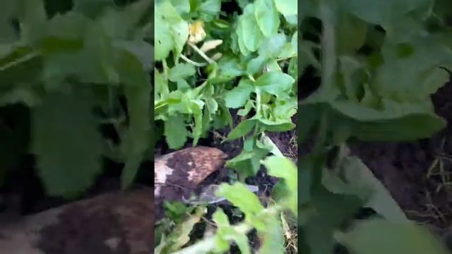 Строительные Повестки