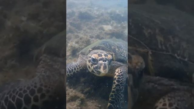 бисса смотреть онлайн