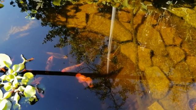 ПРОЗРАЧНАЯ И ЧИСТАЯ ВОДА В ПРУДИКЕ. СПАС РЫБКУ. смотреть онлайн