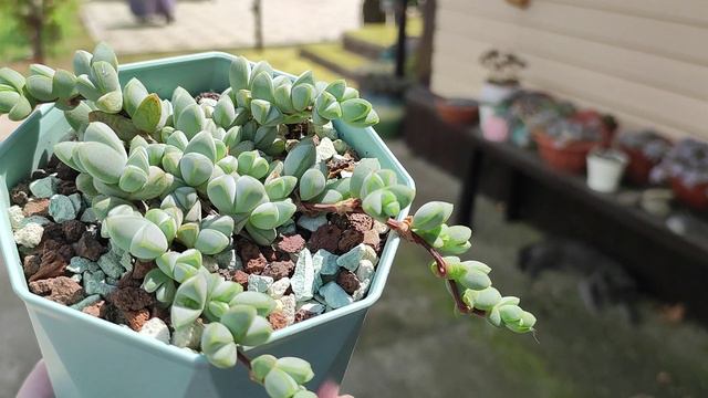 Браунсия Braunsia Maximiliani хорошо разрослась меньше, чем за год смотреть онлайн