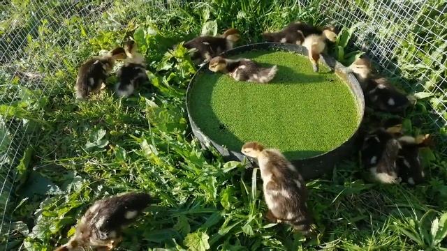 Индо утята. Купание утят. Ряска для утят.