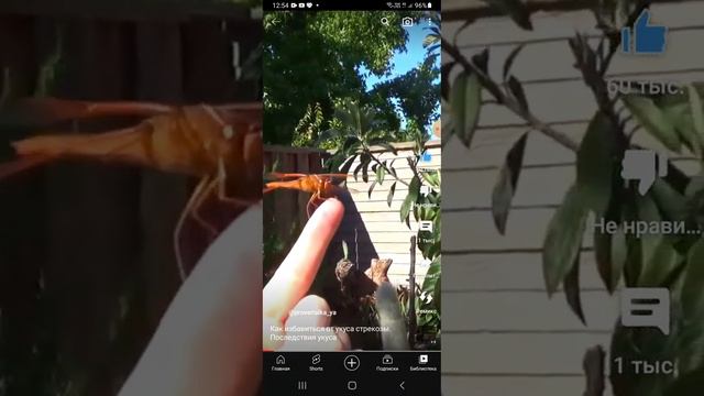 ДОКТОР ЛАПОЧКА СМОТРИТ ПРО УКУСОВ И НАСЕКОМЫХ И ЖИВОТНЫХ И ПТИЦЫ смотреть онлайн