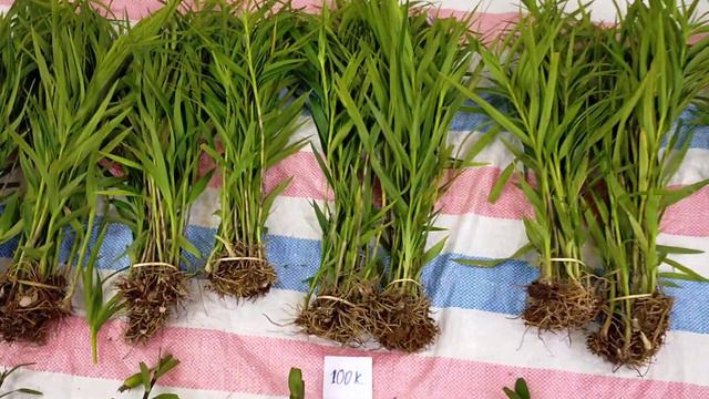 Tối ngày 7/2 kiếm, hài táo, trúc lan, bạch hoả hoàng, vạch đỏ, kiều 0335423777lan rừng смотреть онлайн