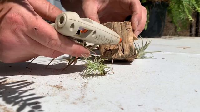 Mounting Tillandsias