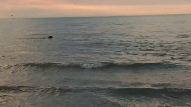 Атом, Чубака Дарья и друзья на море смотреть онлайн