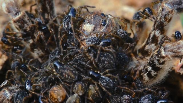 Big European wolf spider – South Russian tarantula (Lycosa singoriensis) смотреть онлайн